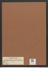 Sceptroneis ? gemmata Grun. (de-Toni-Nr.: Genus 63, Species 2565) Zeichnungen Sammlung Grunow Mappe 02742 (Herbarium_W_Grunow_drawings_Folder_02742)